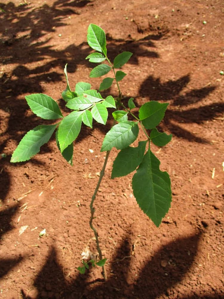 tree image