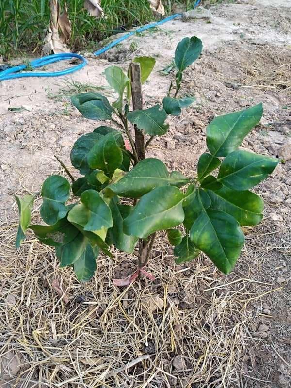 tree image