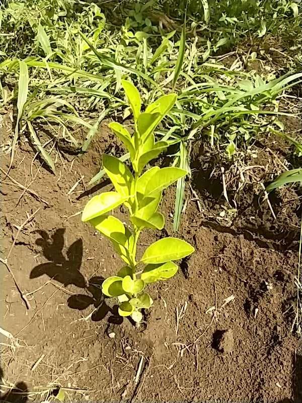 tree image
