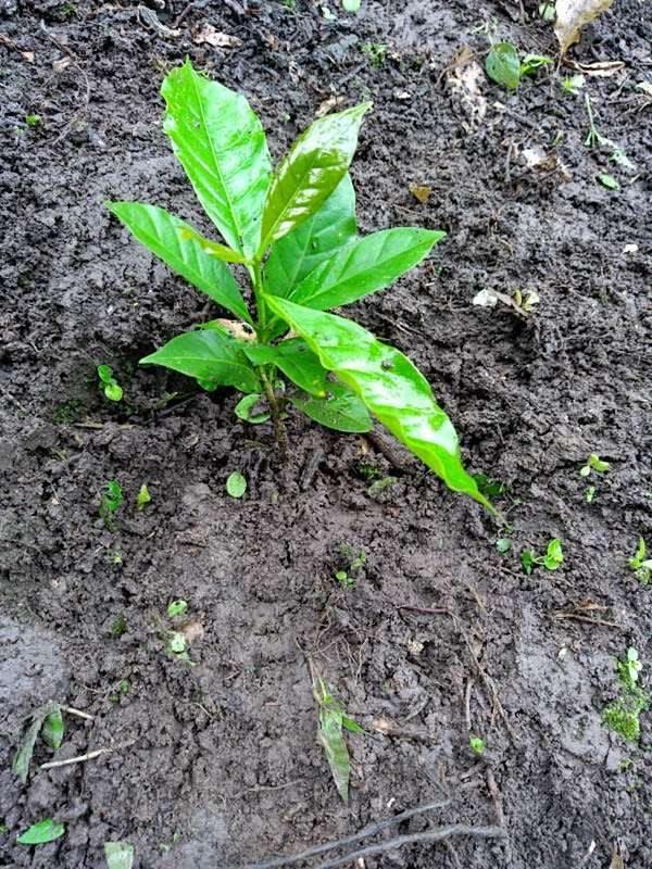 tree image