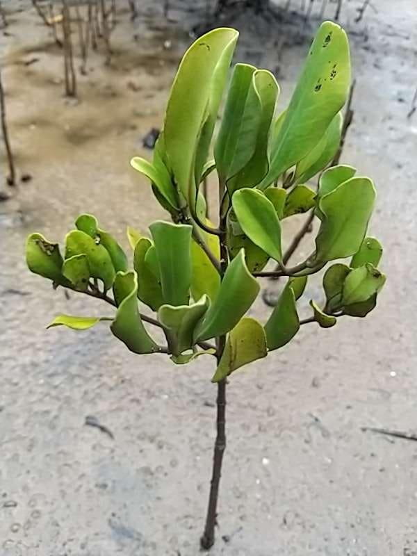tree image