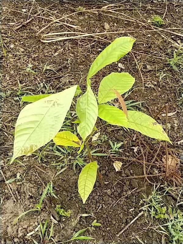 tree image