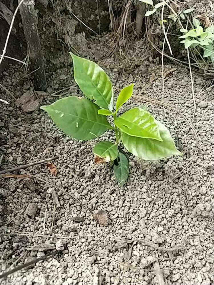 tree image