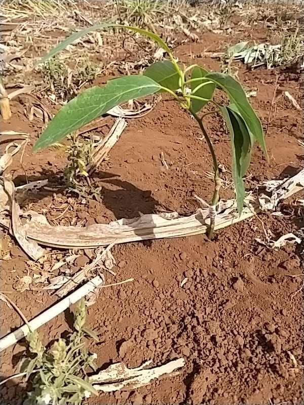tree image
