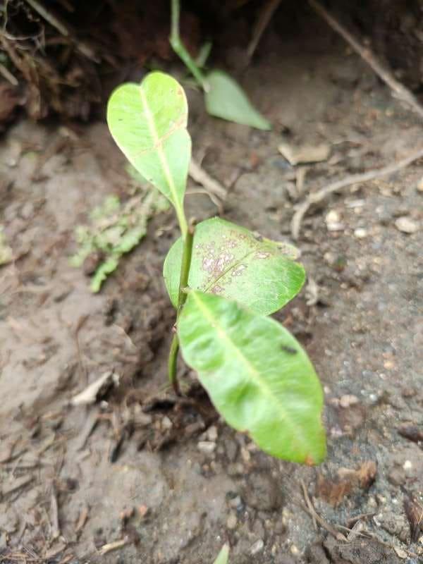 tree image