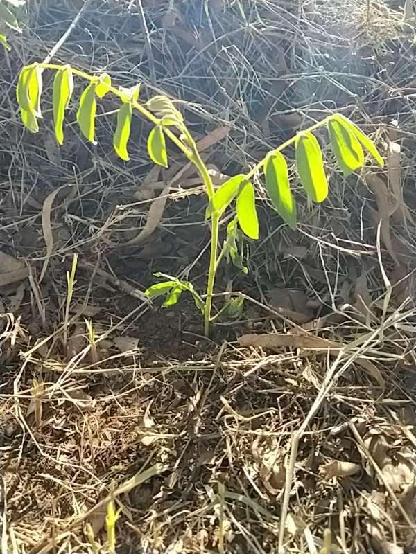 tree image