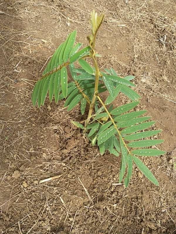 tree image
