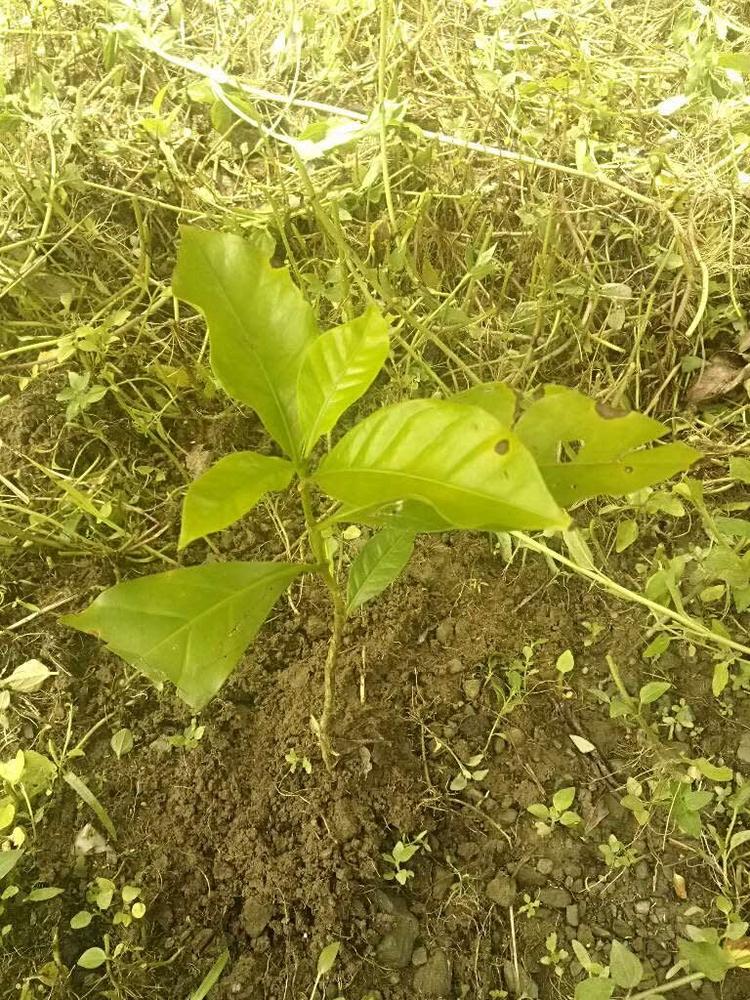 tree image
