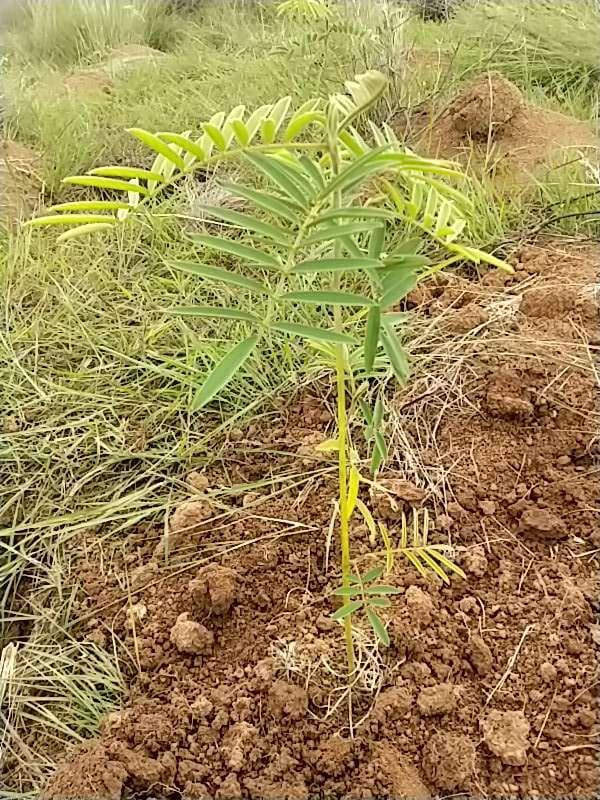 tree image