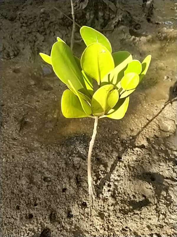 tree image