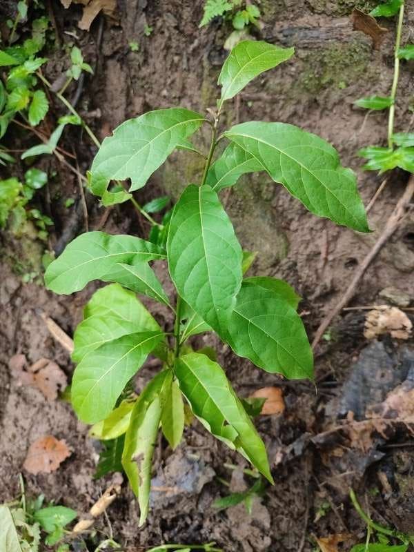 tree image