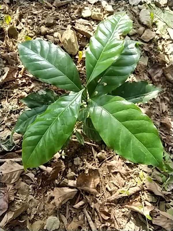 tree image