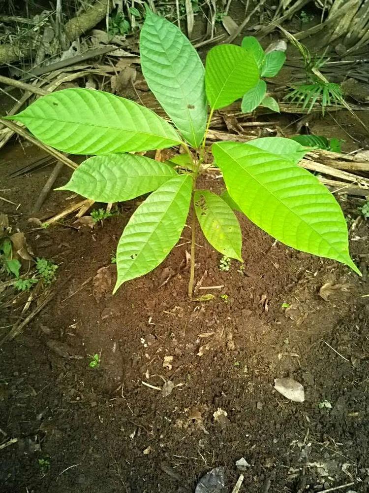 tree image