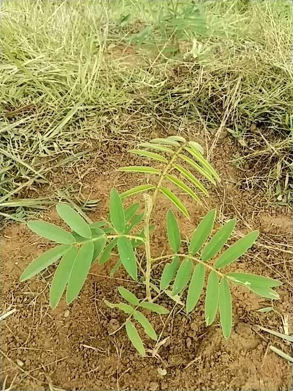 tree image