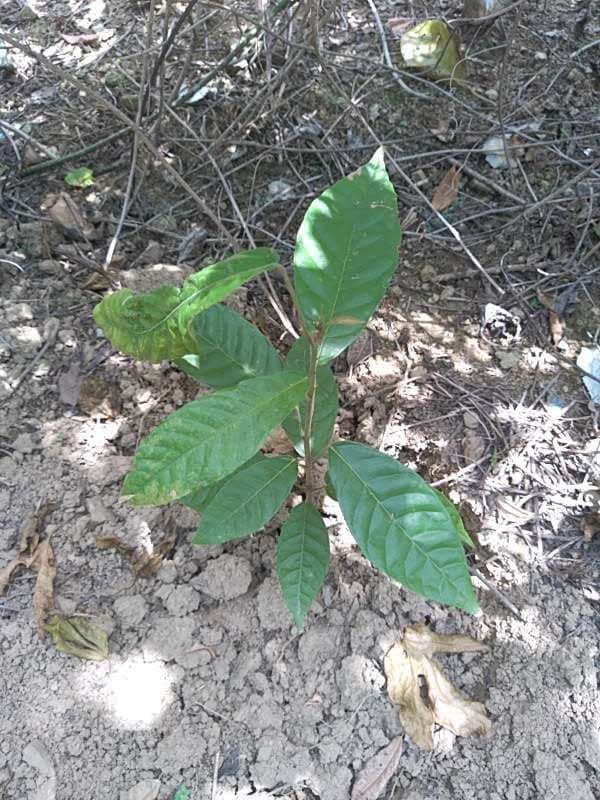 tree image