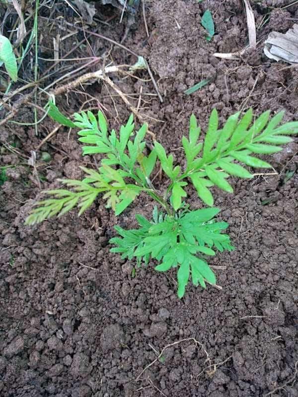 tree image