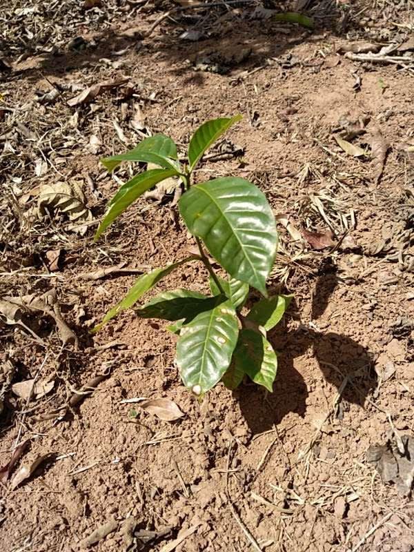 tree image