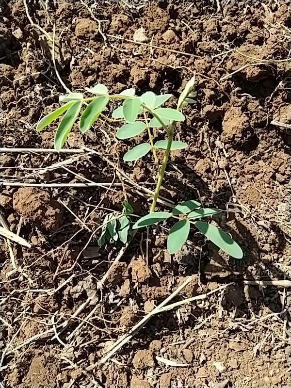 tree image