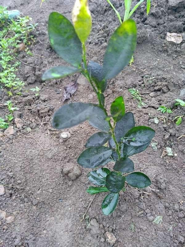 tree image