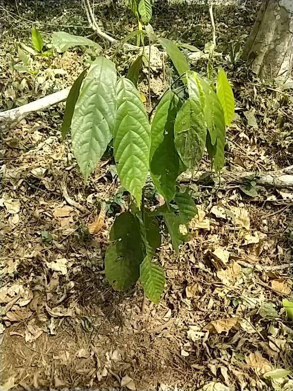 tree image