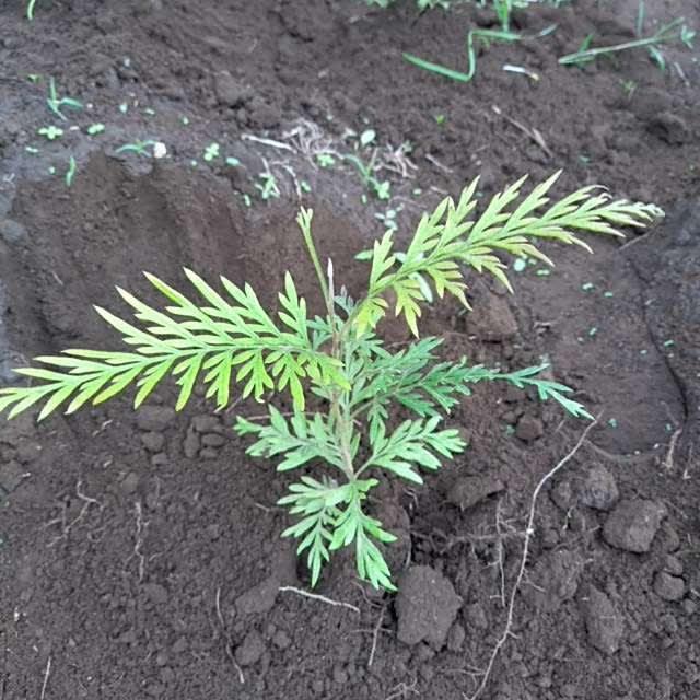 tree image