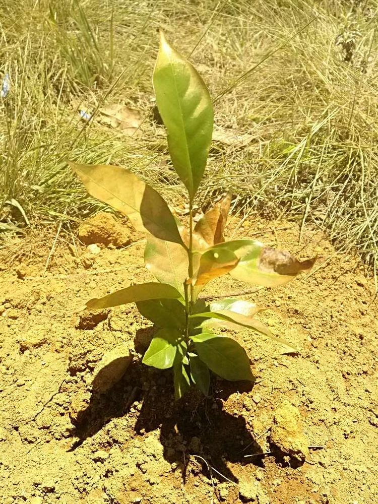 tree image