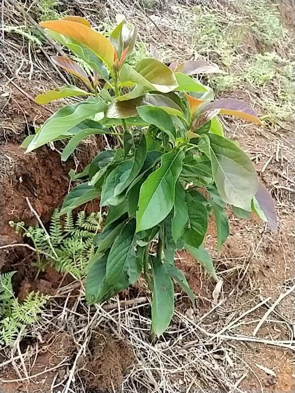 tree image