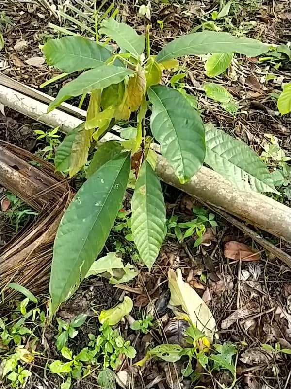 tree image