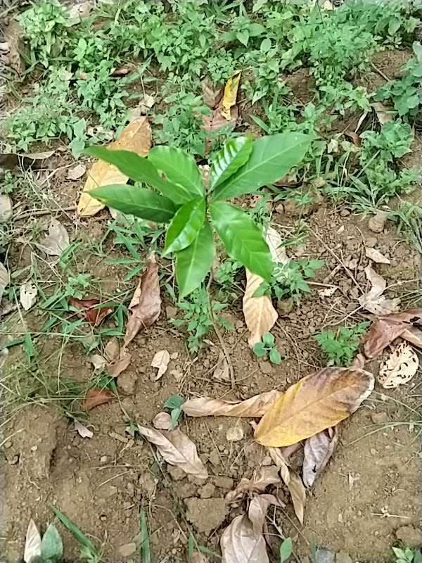 tree image