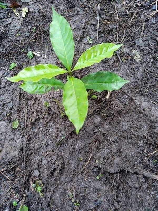 tree image