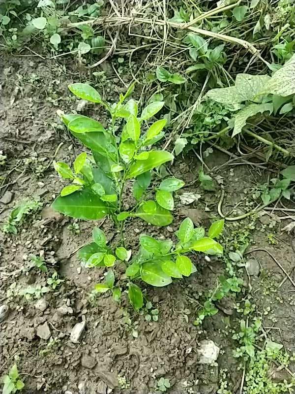 tree image