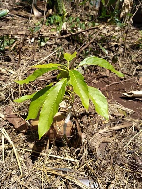 tree image