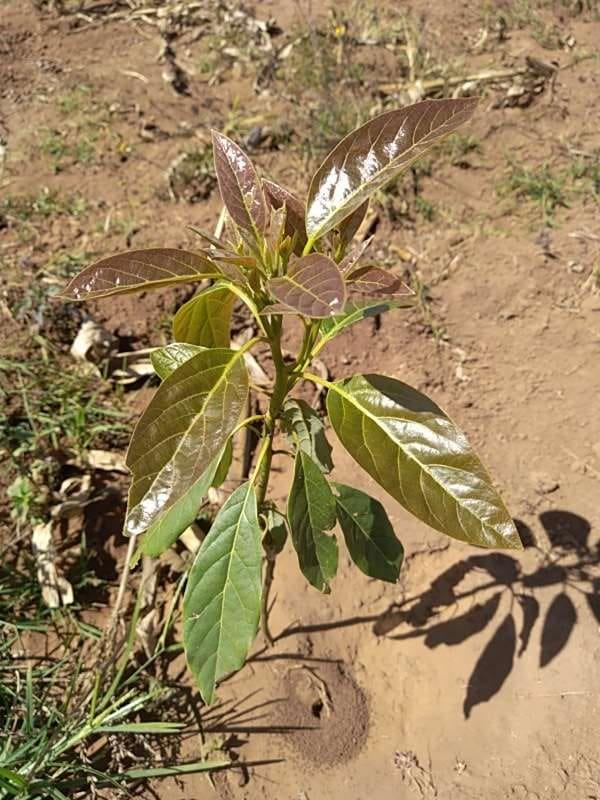 tree image