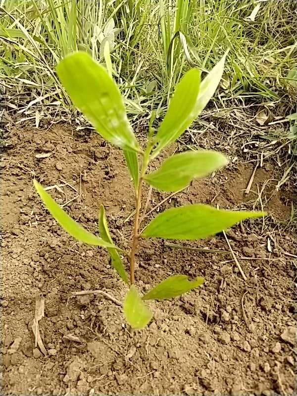 tree image