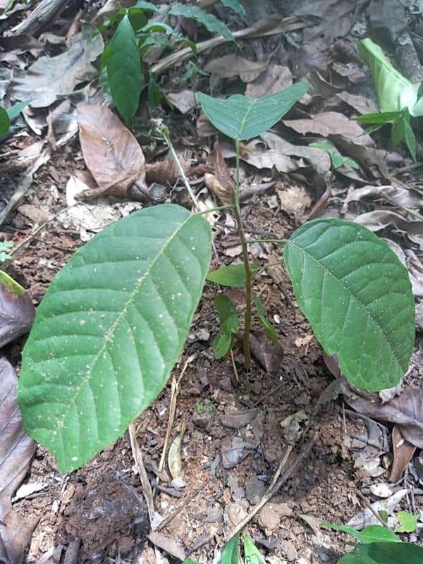tree image