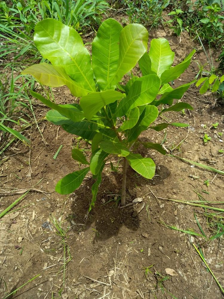 tree image