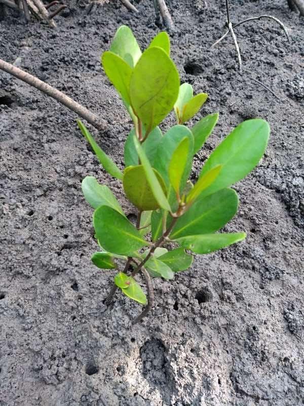 tree image