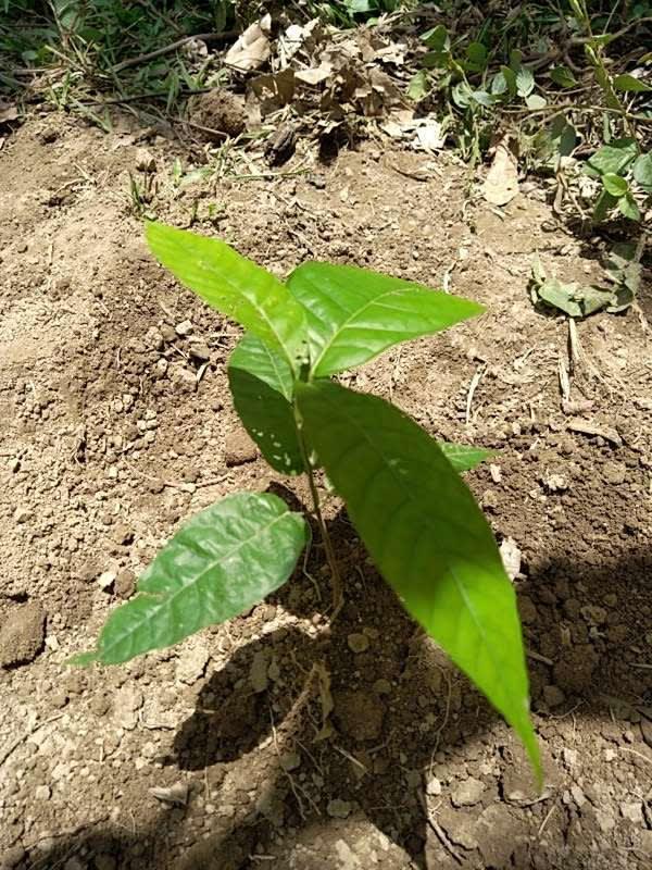tree image