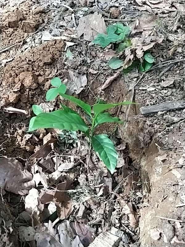 tree image