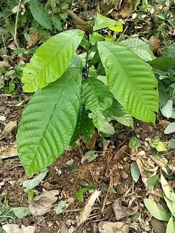 tree image