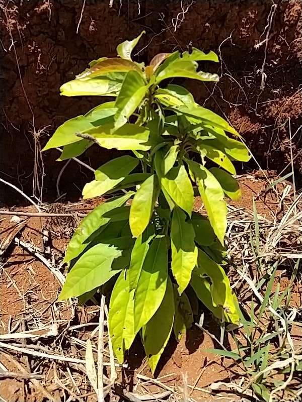 tree image