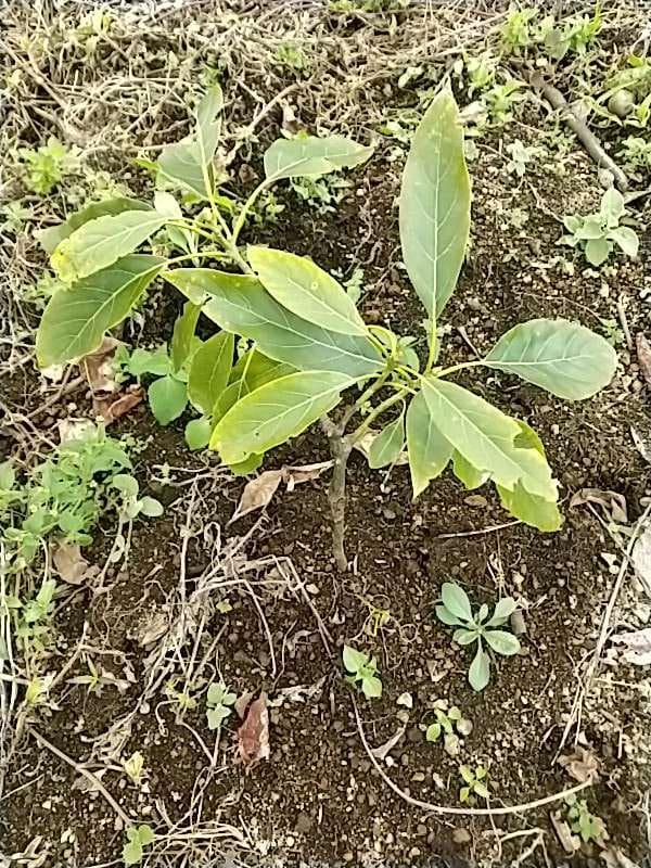 tree image