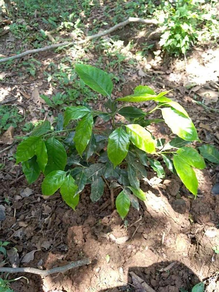 tree image