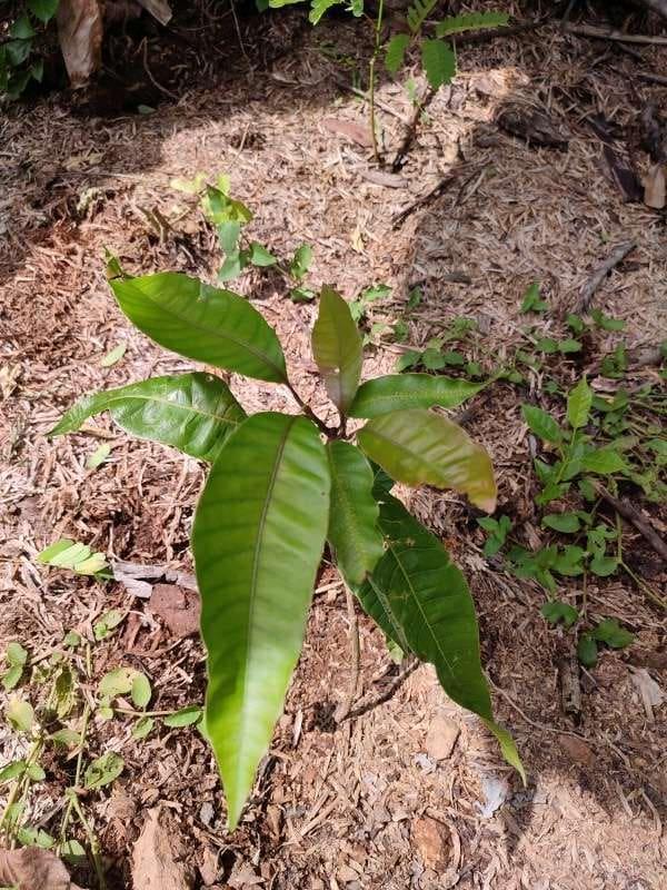tree image