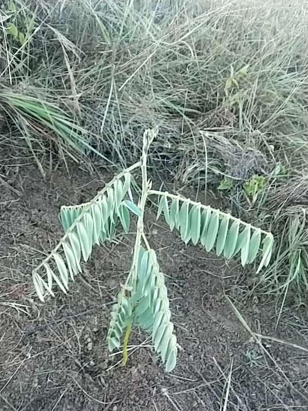 tree image