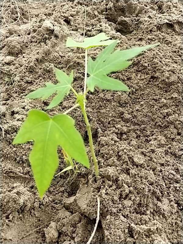 tree image