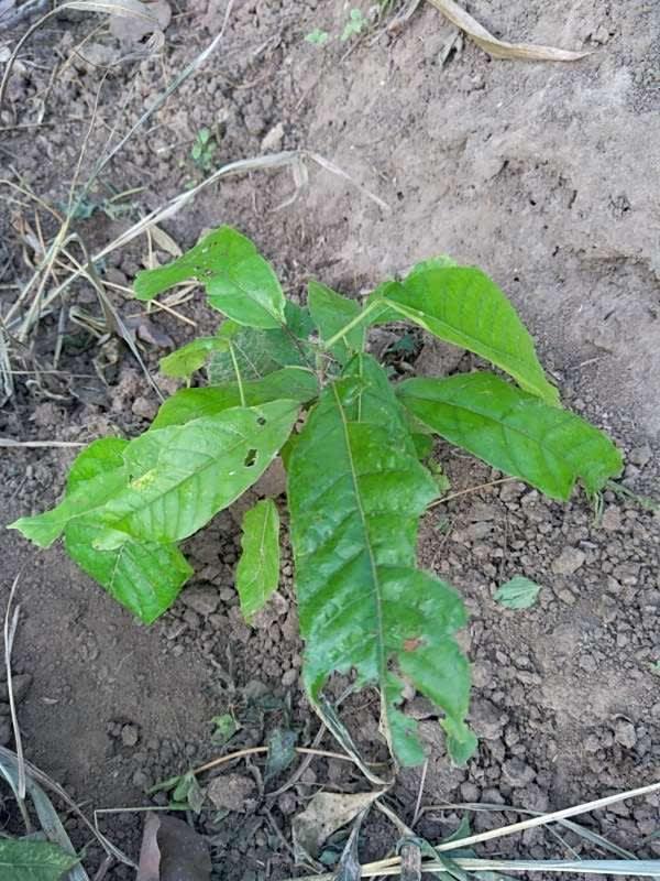 tree image