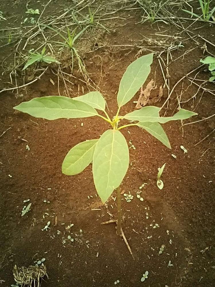 tree image