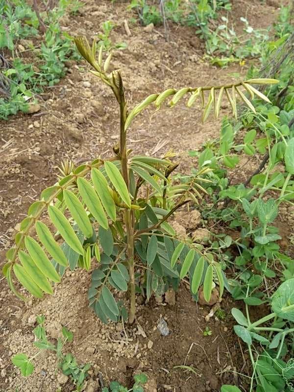 tree image