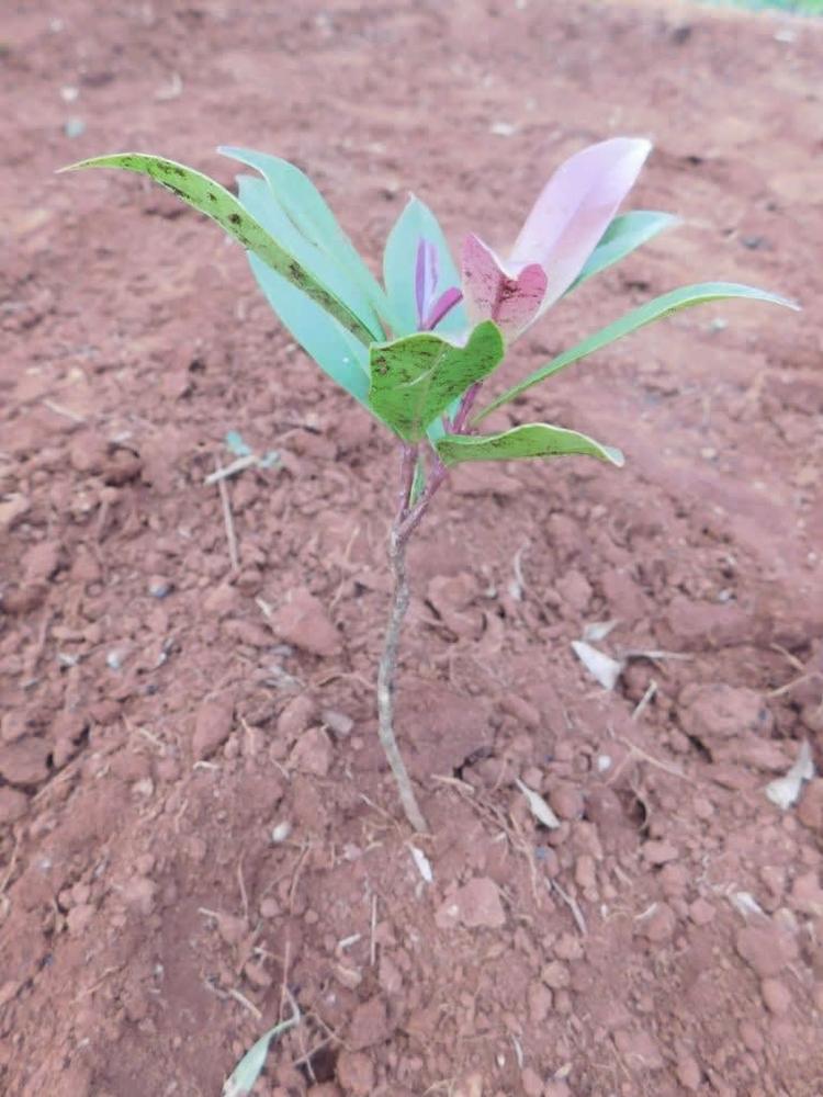 tree image